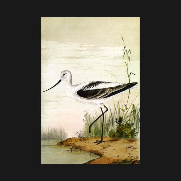 Vintage Avocet by MasterpieceCafe