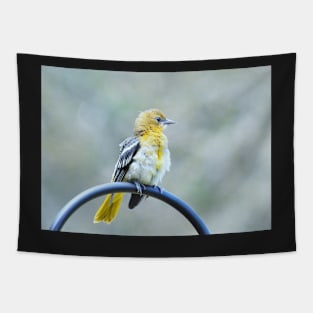 Sweet oriole fledgling Tapestry