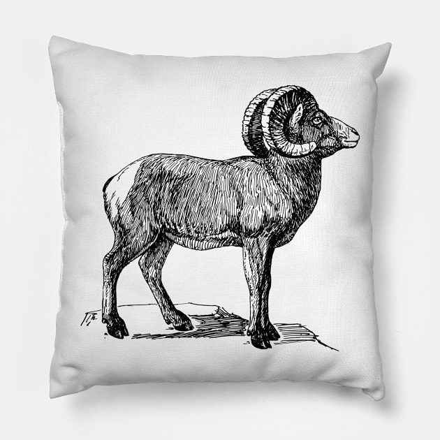 Bighorn Pillow by Netdweller