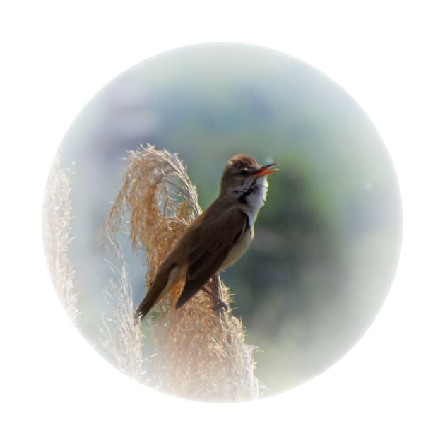 Great reed warbler by Guardi