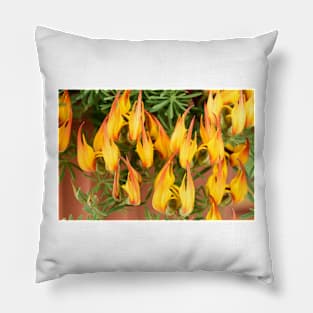 Lotus maculatus  &#39;Gold Flame&#39;  Pico de Paloma  Parrot&#39;s beak Pillow