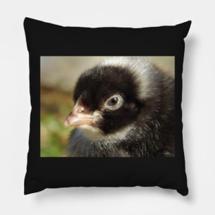 Barred Rock Chick Pillow