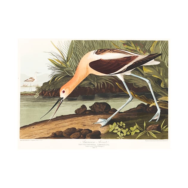 American Avocet from Birds of America (1827) by WAITE-SMITH VINTAGE ART