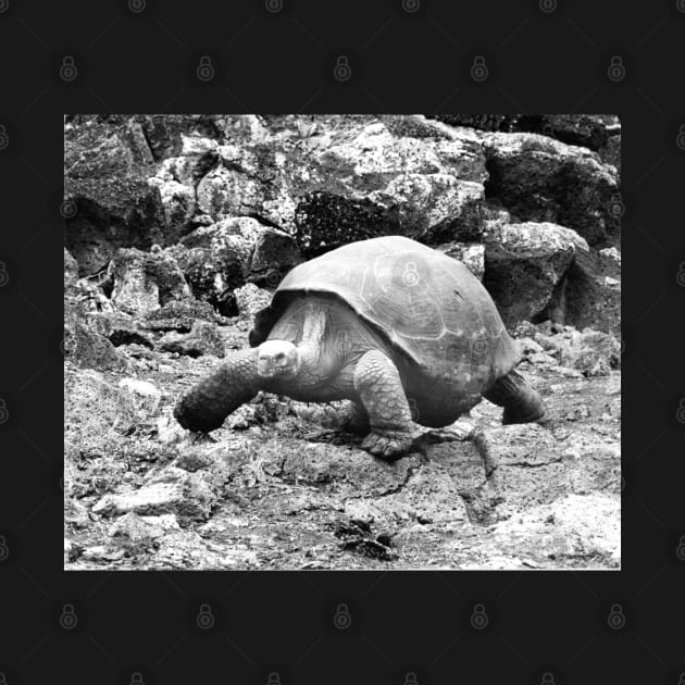 vintage photo of galapagos tortoise by In Memory of Jerry Frank