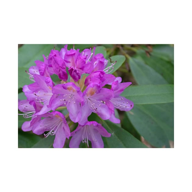 Purple rhododendron flowers by HazelWright