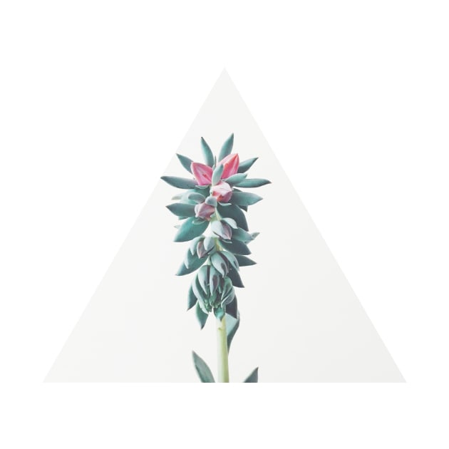 Flowering Succulent by Cassia