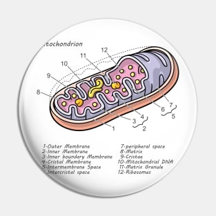 Mitochondrion Cell Biology Diagram Pin