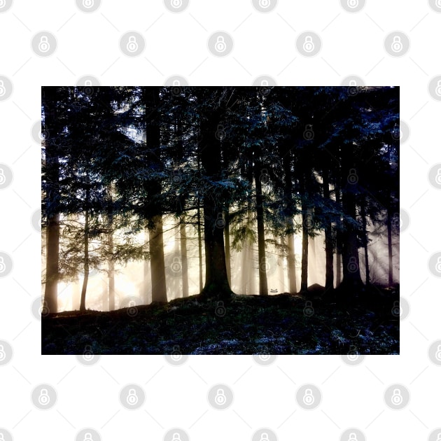 Sun rays tree trunks / Swiss Artwork Photography by RaphaelWolf