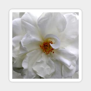 Curly White Rose Flower macro Magnet