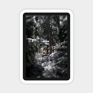 snowy Oregon forest 5 Magnet