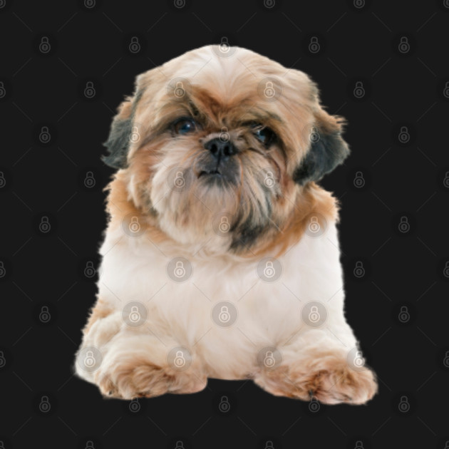 Disover Shih Tzu Puppy - Shih Tzu - T-Shirt