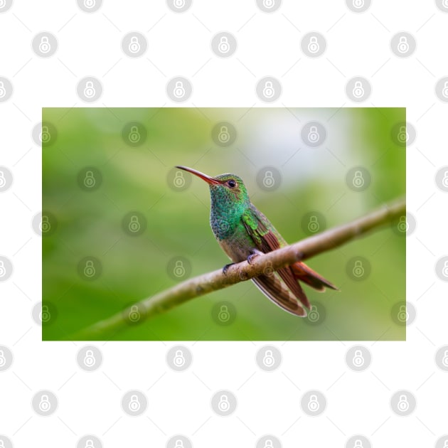 Rufous-tailed hummingbird - Costa Rica by Jim Cumming