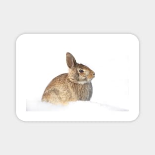 Eastern Cottontail Magnet