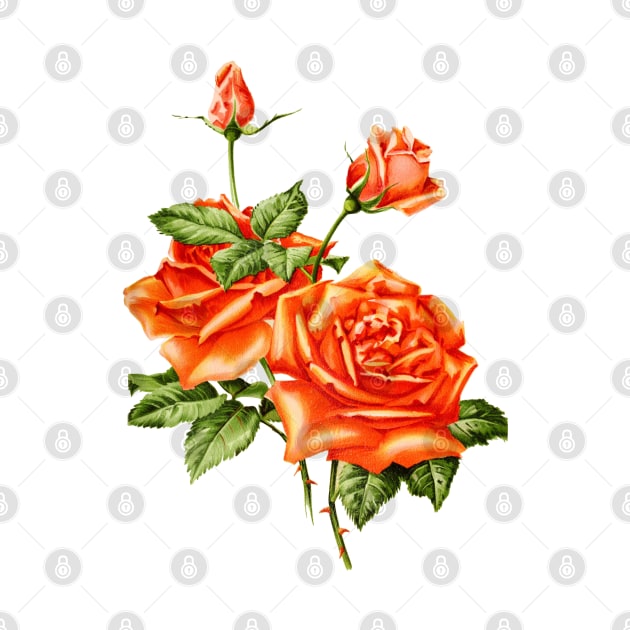 Vintage Rose Flower by Biophilia