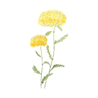 2 yellow yarrow watercolor T-Shirt