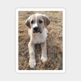 Cute Lab Puppy with Leaf Magnet