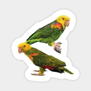 yellow-crowned parrot Magnet