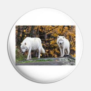 Pair of Arctic Wolves in fall Pin