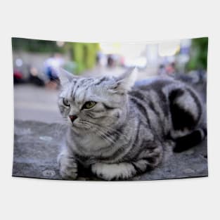 sphinx cat / Swiss Artwork Photography Tapestry