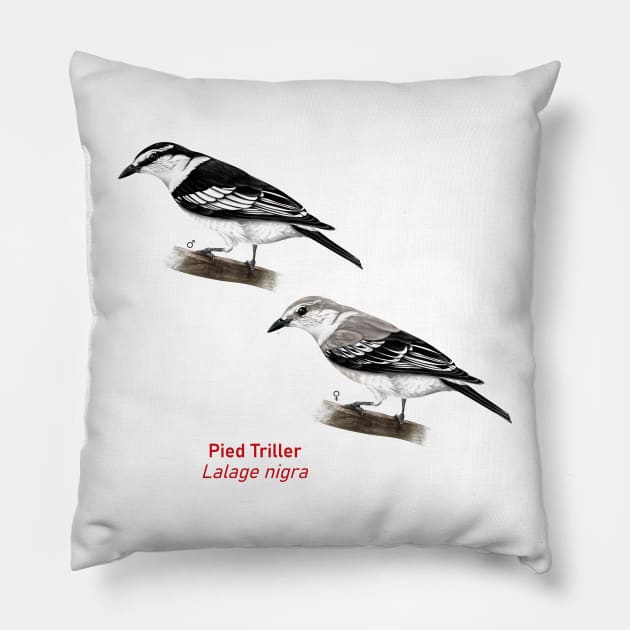 Pied Triller | Lalage nigra ⚥ Pillow by bona 