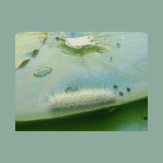 Caterpillar on a Lilypad by SomewhereHere