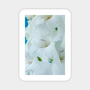 Gladiolus  'White Friendship' Magnet