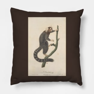 Common marmoset Pillow