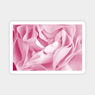 Pink Rose Petals Macro Magnet