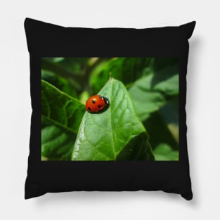 Lady Bug Pillow