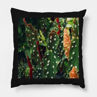 Begonia Polka Dot Plant in garden Pillow