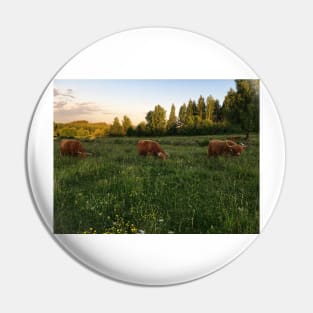 Scottish Highland Cattle Cows 2428 Pin