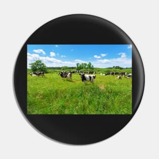 A herd of Holstein Friesian cows grazing on a pasture under blue cloudy sky Pin