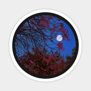 Moon Light and The Tree Magnet