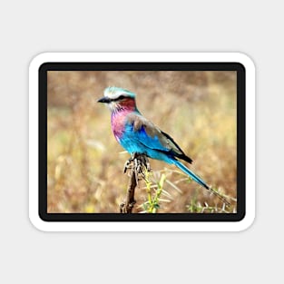 Lilac Breasted Roller, Serengeti, Tanzania Magnet