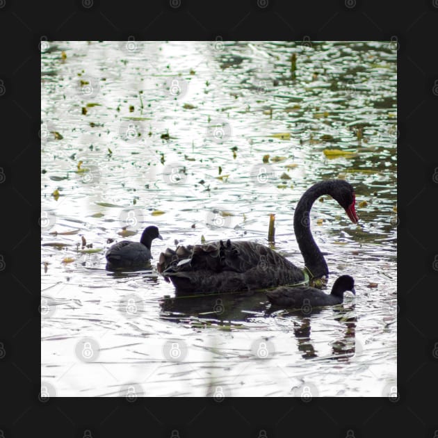 Black Swan and Cygnets by DeborahMcGrath