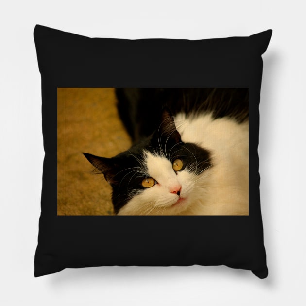 Hissy Miss Fliss Pillow by Ladymoose