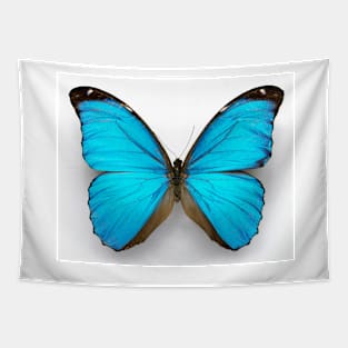 Cramer's blue butterfly (C010/8389) Tapestry