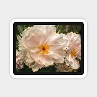 Soft White Peony Magnet