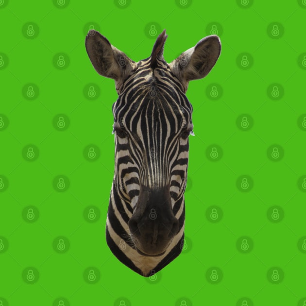 Zebra Portrait by ellenhenryart