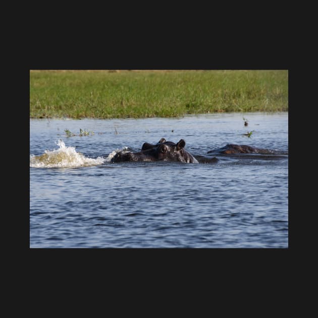 Hippopotamus in the Okavango Delta in Botswana by Steves-Pics