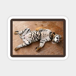 Sleeping Tiger Cub, Thailand Magnet