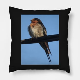 Welcome Swallow Pillow