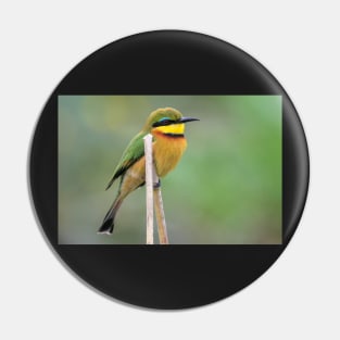 Little Bee-eater, Zambia Pin