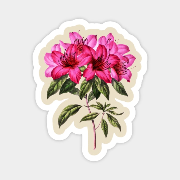pink azalea flower Magnet by Darksavage