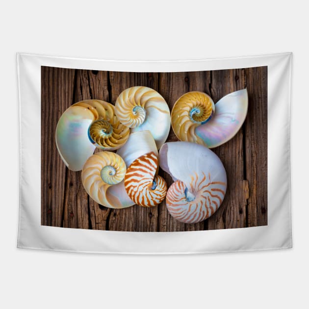 Six Chambered Nautilus Tapestry by photogarry