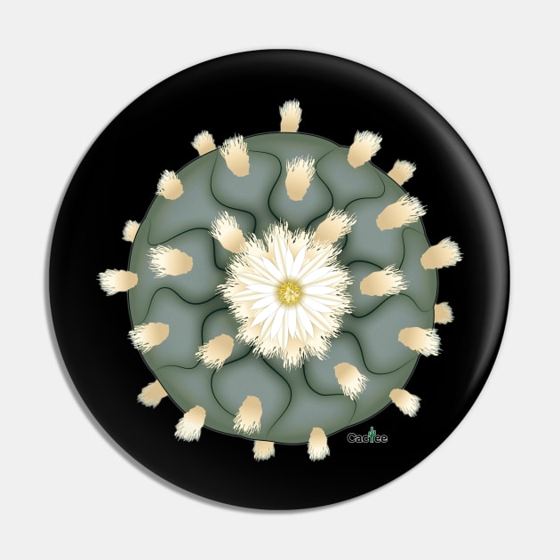 Lophophora Diffusa False Peyote Pin by Cactee