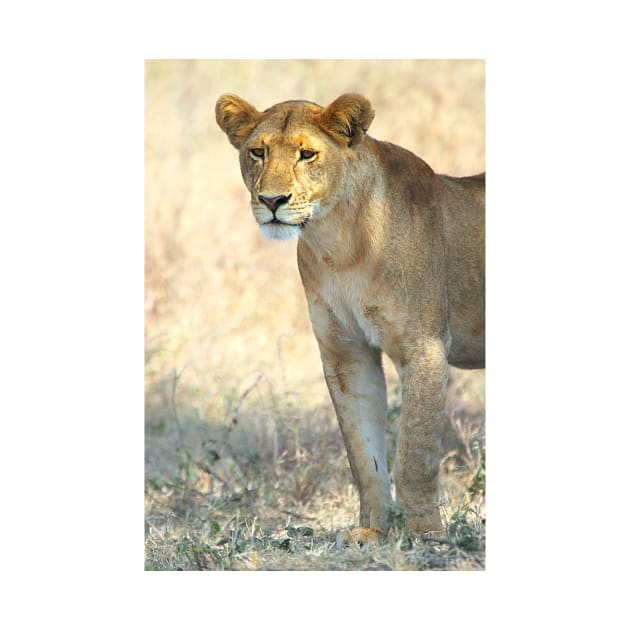 African Lion, Serengeti, Tanzania by Carole-Anne