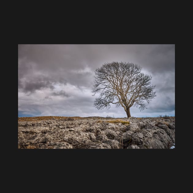 Yorkshire Lone Tree by richard49