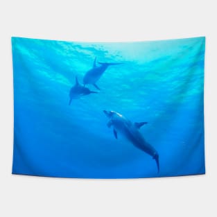 Dolphins swimming underwater Tapestry