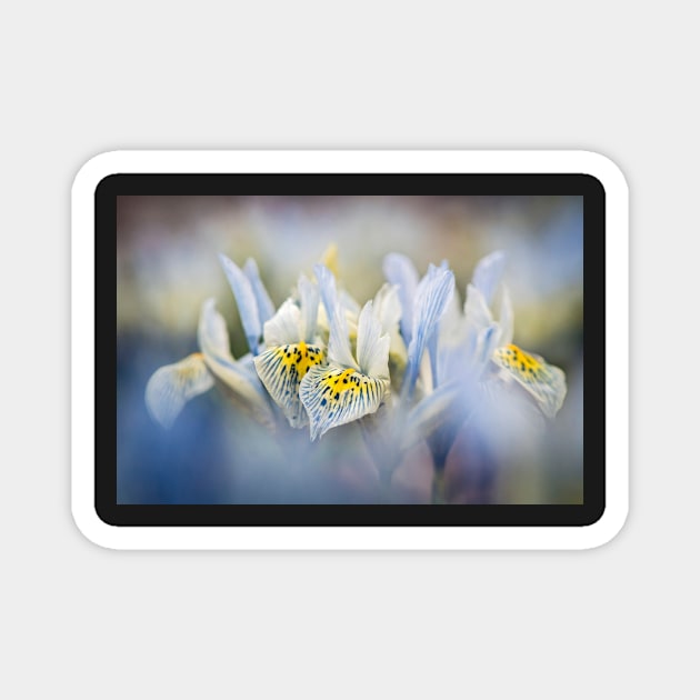 Winter Irises Magnet by TonyNorth